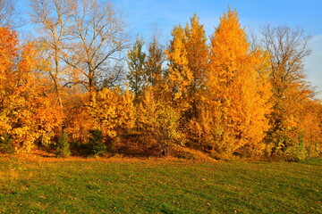 Sunlight brightly illuminates poplars in a field in the park in October