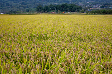 가을 수확을 앞둔 벌판, 벼베기, 쌀