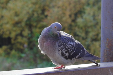 pigeon in the park