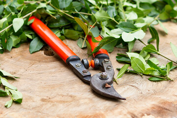 Hedge pruning shears on a wooden base