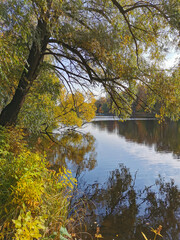 A tree with yellow leaves, bent over a pond and reflected in its water.