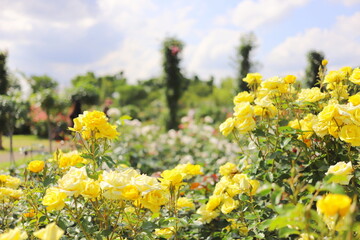 Obraz premium 日本の郊外のバラ園 青空と満開の色とりどりのバラ