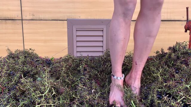 Grape Treading - Grape-stomping For Traditional Wine-making. - close up, crop