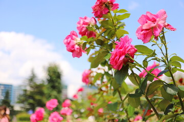 日本の郊外のバラ園　青空と満開の色とりどりのバラ