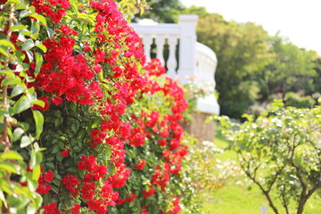 日本の郊外のバラ園　青空と満開の色とりどりのバラ