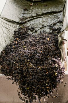 Vertical Shot Truck Pouring Wine Grape In Crusher. Making Wine With Mechanical Process.