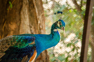 Peacock peafowl with open tail, beautiful representative exemplar of male peacock in great metalic...