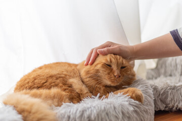 猫と暮らす　茶トラ猫