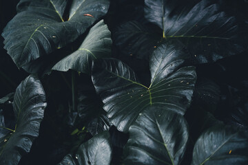 Close-Up Of  Dark green leaves