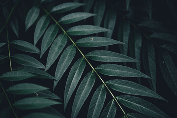 Close-Up Of  Dark green leaves