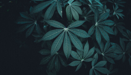 Naklejka na ściany i meble Close-Up Of Dark green leaves