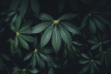 Close-Up Of  Dark green leaves