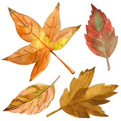 Painted watercolor set of illustrated yellow fall leaves