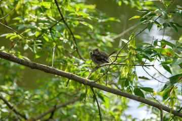 Sparrow on a tree branch