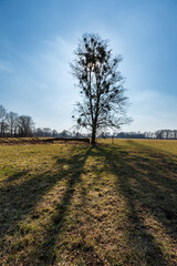 Fototapeta na wymiar Early springtime meadow with isolated tree, forest on the background and clear sky with sun