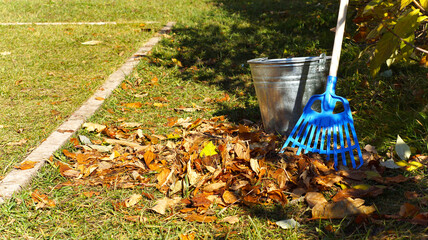 A metal bucket and a blue rake for harvesting grass and fall foliage surrounded by dry leaves, bushes and grass. Bright banner for autumn. Cleaning of the territory. Children's rake in kindergarten