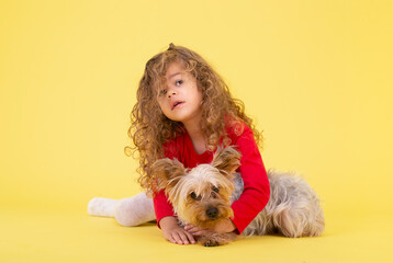 Little girl with a little puppy on a yellow background. Beauty plays with the Yorkie Terrier  like a toy.