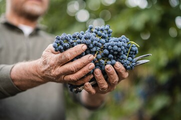 Anonymous male holding cluster of red ripe wine grape. Old dirty worker hands.