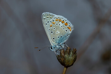 Common blue
