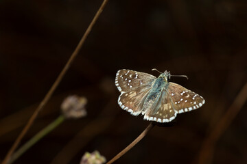 Pyrgus communis