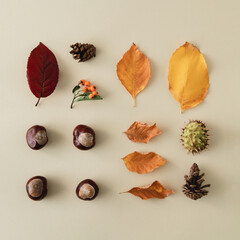 Autumn objects neatly arranged , leaves, chestnuts and cones.Minimal Aeesthetics.