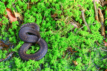 snake viper in the swamp, reptile in the wild, poisonous dangerous animal, wildlife