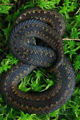 snake viper in the swamp, reptile in the wild, poisonous dangerous animal, wildlife