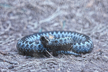 blue european viper, striped venomous dangerous snake nature wild