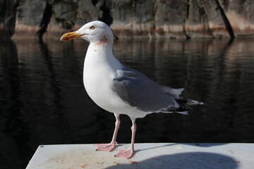 Gabbiano di profilo