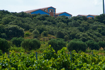 Fototapeta na wymiar Viñedos del área de cultivo del Somontano con D.O. del mismo nombre, que tiene como centro la localidad de Barbastro, Huesca, Aragón.
