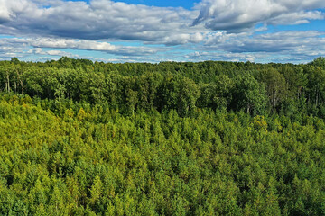 summer forest top view drone, background green trees panorama landscape