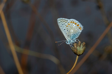 Common blue