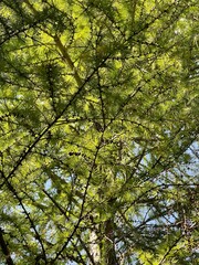 fir and sunlight Bottom view