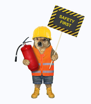 A beige dog in a construction helmet holds a fire extinguisher and a poster that says safety first. White background. Isolated.