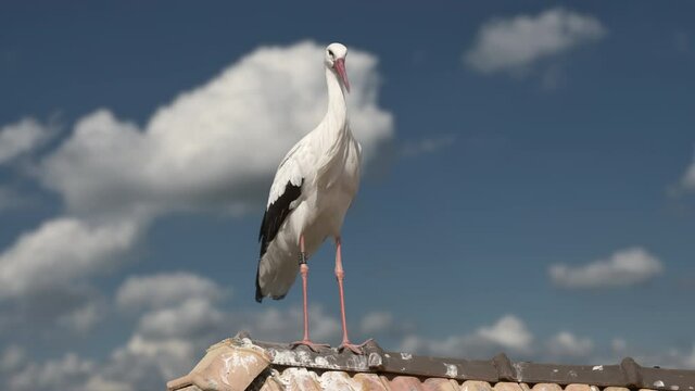 Majestic White Stork perched on rooftop of house enjoying sunlight and wind against blue sky and clouds