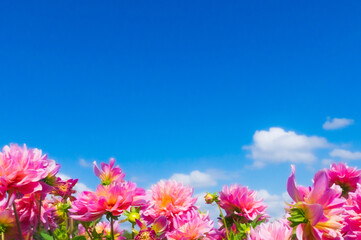 Obraz na płótnie Canvas 青空の下で輝くように咲くピンクのダリア