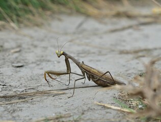 Europäische Gottesanbeterin (Mantis religiosa)