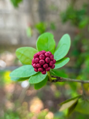 Pink Powderpuff (Calliandra tergemina, Dwarf Powder Puff, Miniature powderpuff)