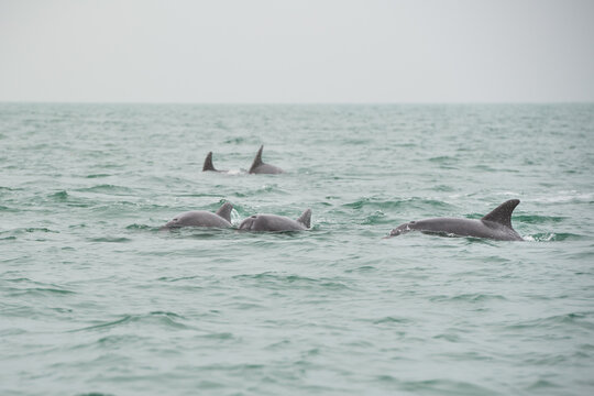 Dolfins