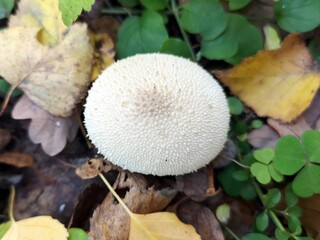Mushroom white Raincoat - a genus of mushrooms 