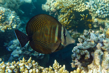Fototapeta na wymiar Tropical Sailfin Tang fish, Zebrasoma veliferum,Red Sea