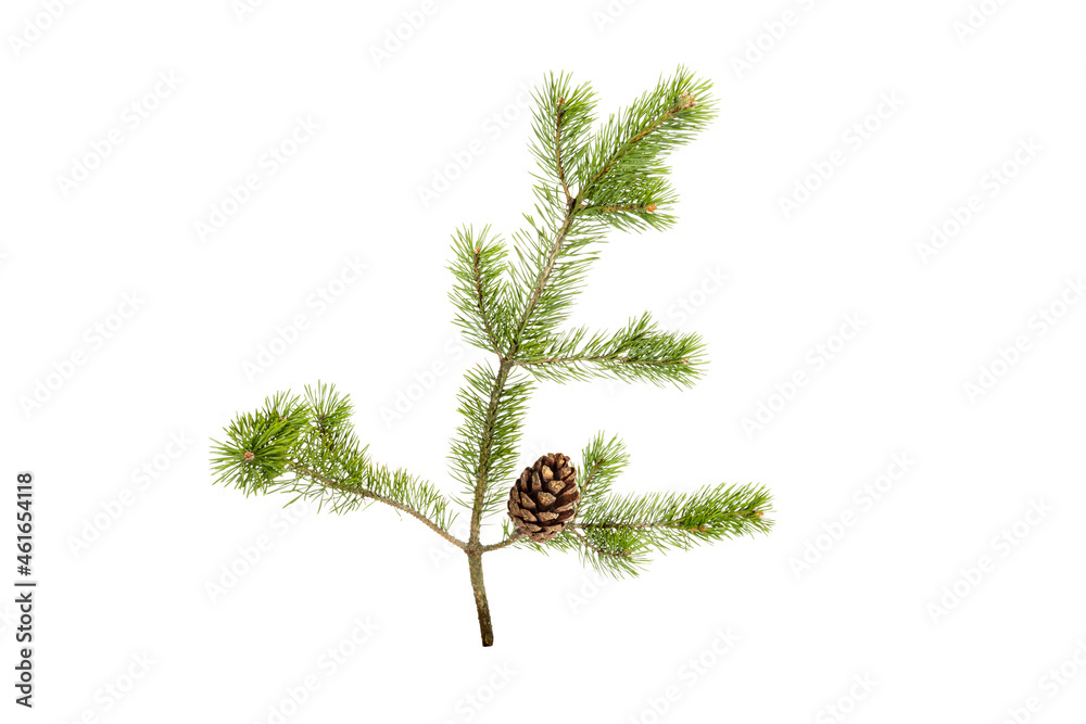 Poster a branch of a Christmas tree with cones in isolation on a white background