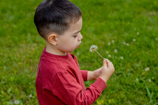 Kid Is Blowing A Dry Dandelion Flower,profile Photo,dark Red Pullover,hoodie, Blurry Green Background.delicate Photo,autumn