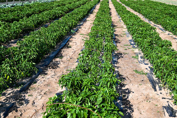Fototapeta na wymiar Peppers growing on the field. Green and red peppers on a bush at summer. Organic and fresh vegetables growing in rows on irrigated field. 