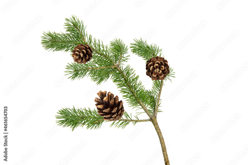 Poster a branch of a Christmas tree with cones in isolation on a white background