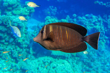 Naklejka na ściany i meble Tropical Sailfin Tang fish, Zebrasoma veliferum,Red Sea