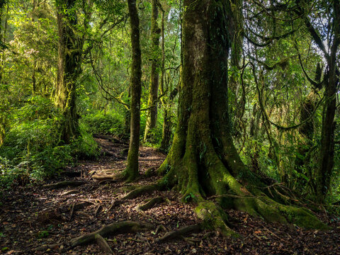 trees in the jungle