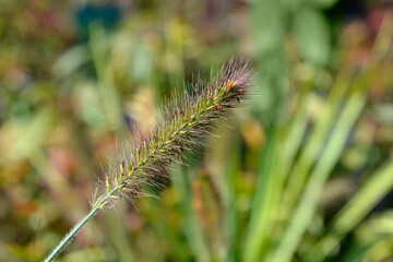 Obraz premium Fountain Grass Hameln