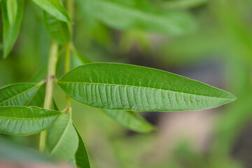 Lemon verbena