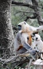 gray langur mother feeding her baby while resting on a tree.
